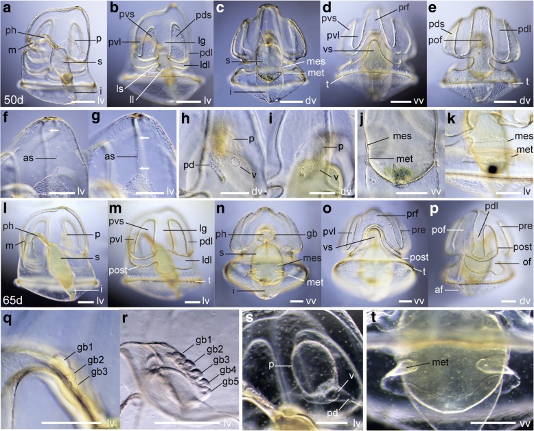 Fig. 8