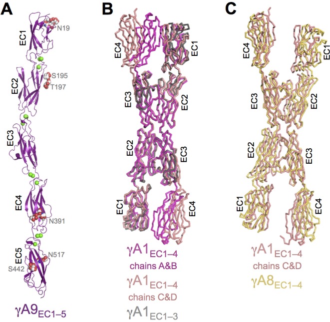 Figure 1—figure supplement 1.