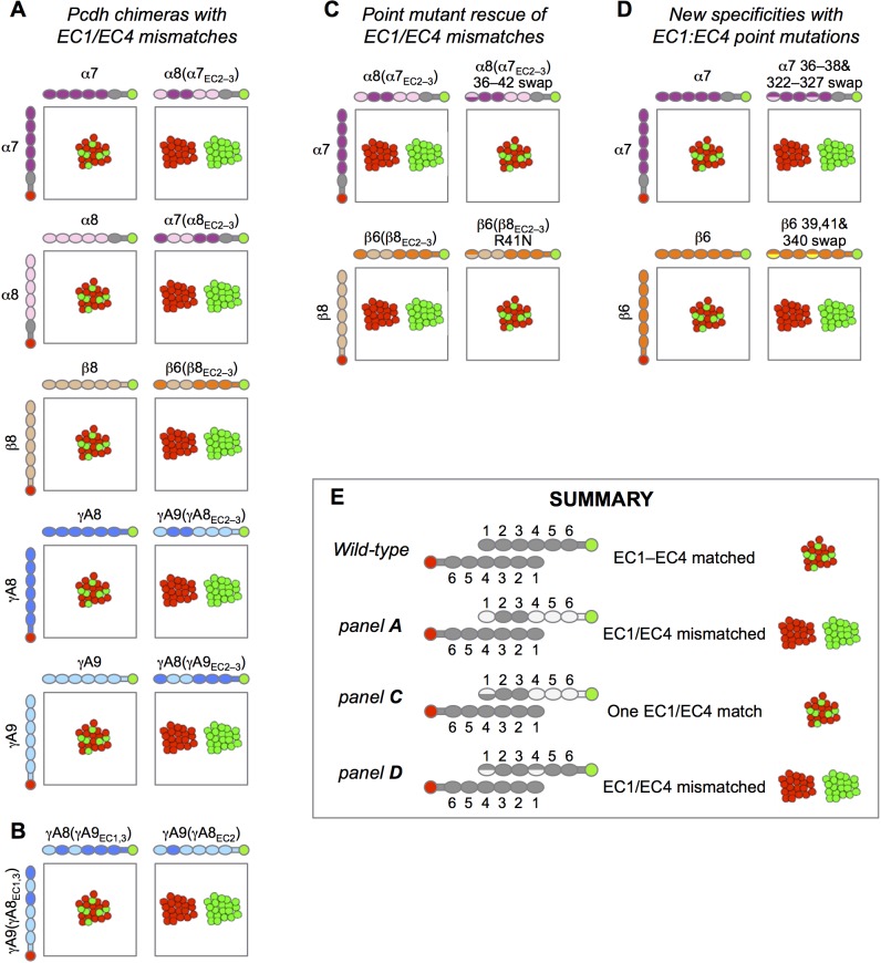 Figure 4—figure supplement 2.