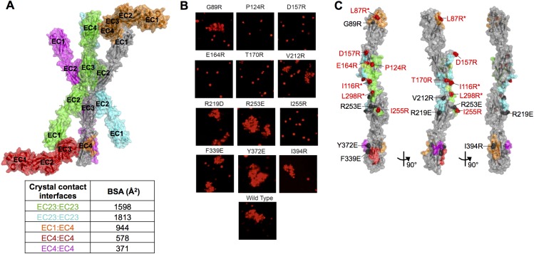 Figure 1—figure supplement 4.