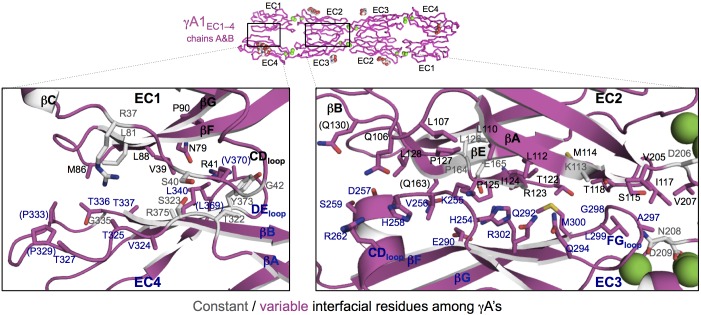 Figure 4—figure supplement 1.