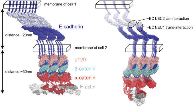 Fig. 4.