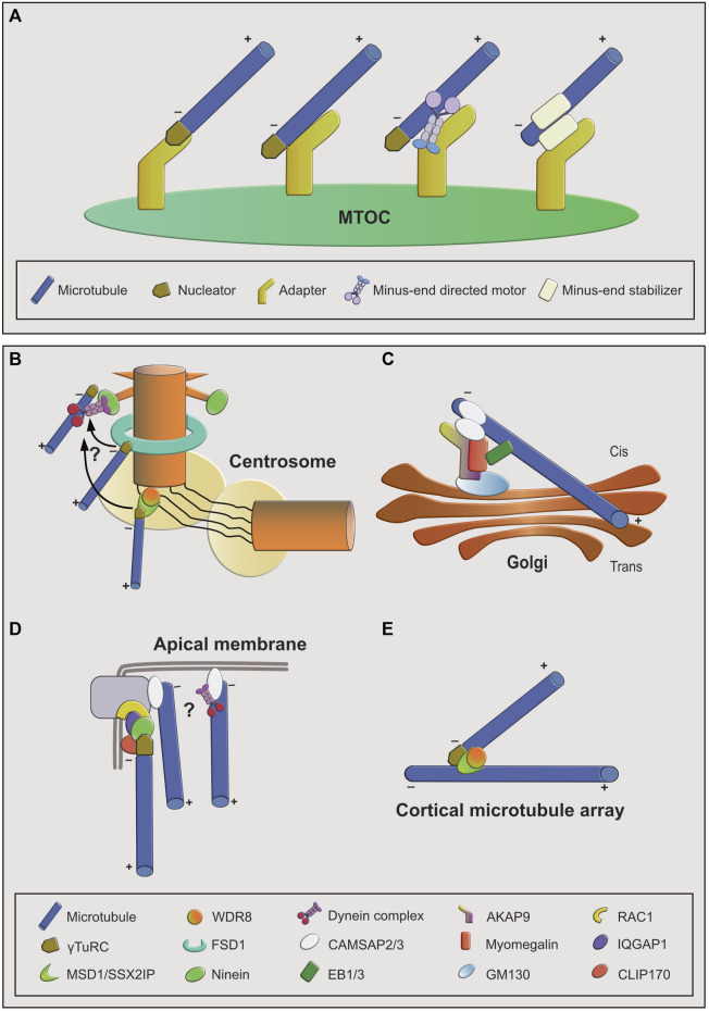 FIGURE 1