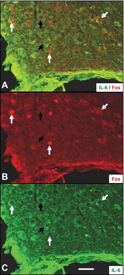 Fig. 5.