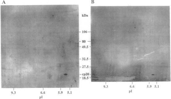 graphic file with name pnas01142-0103-a.jpg