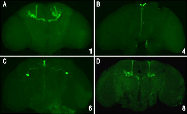 Fig. 7