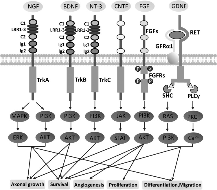 Figure 11.