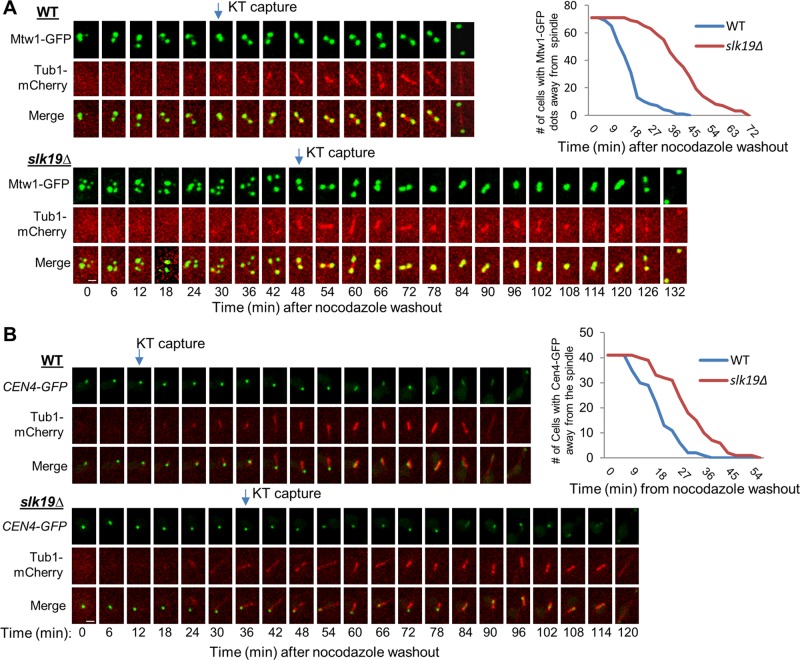 FIGURE 4: