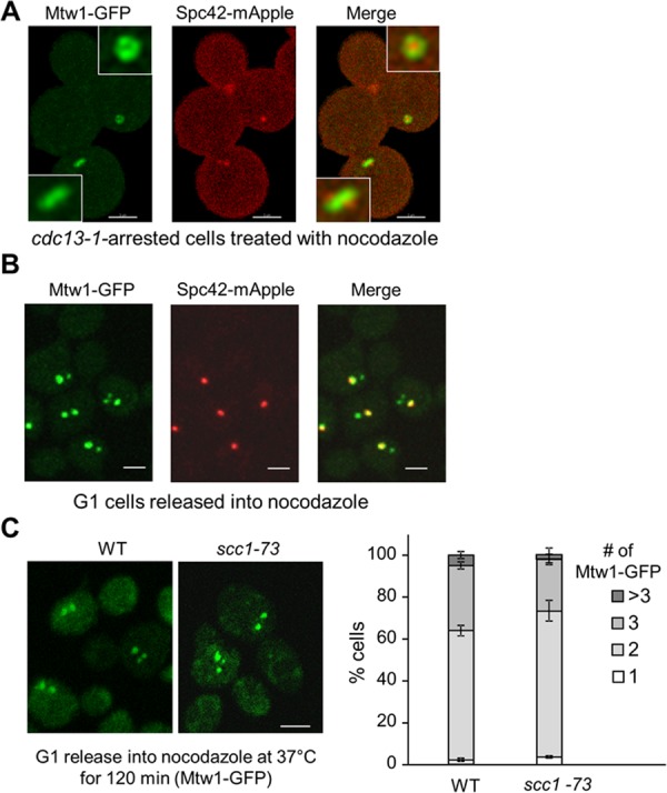 FIGURE 1: