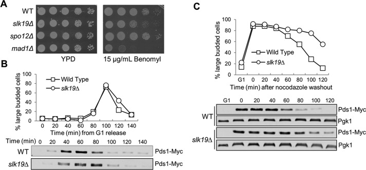 FIGURE 3: