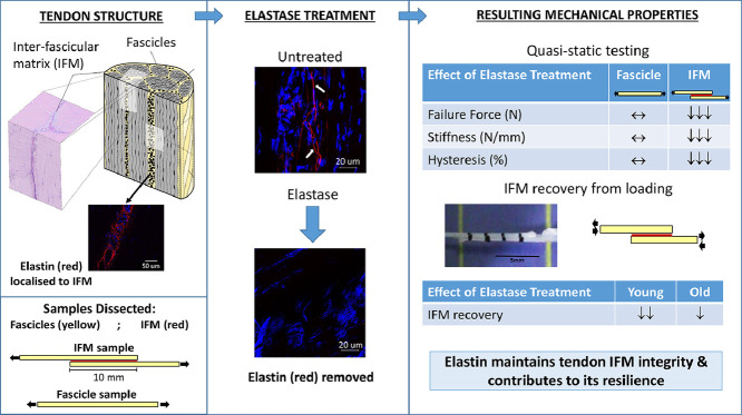 Image, graphical abstract