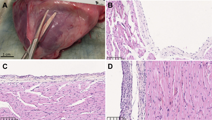 Figure 4