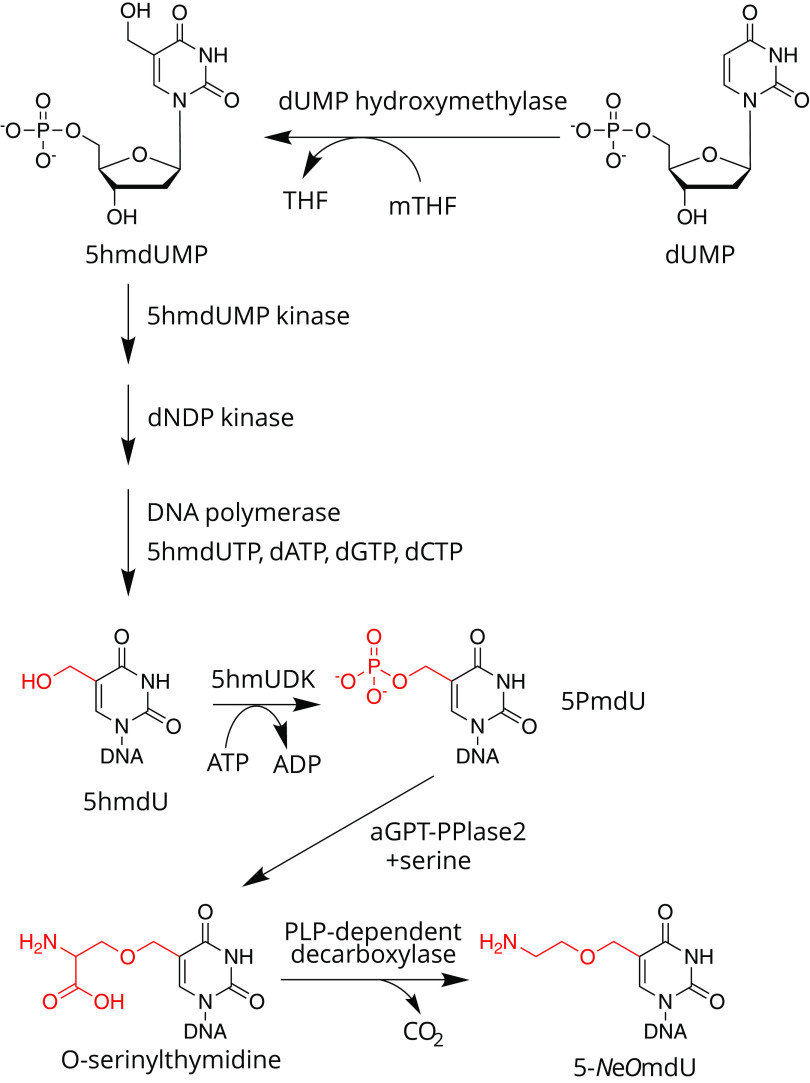 FIG 7