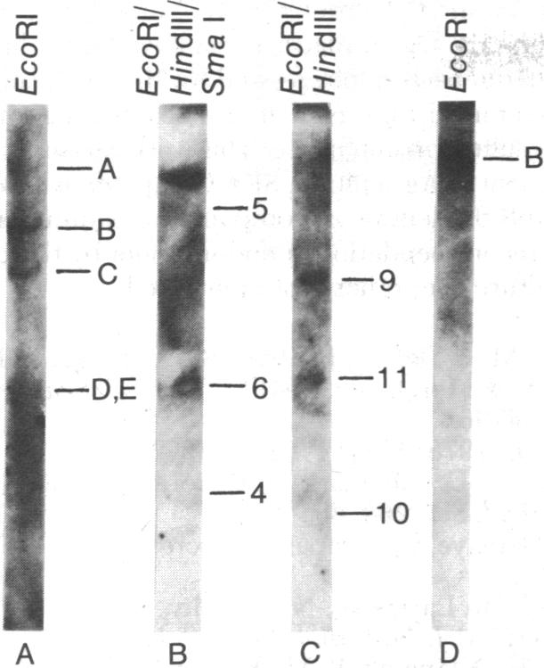 graphic file with name pnas00006-0351-b.jpg