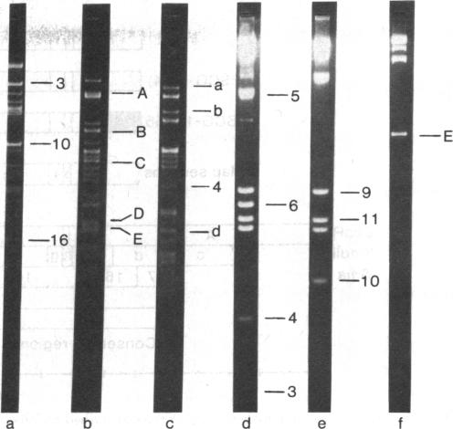 graphic file with name pnas00006-0349-a.jpg