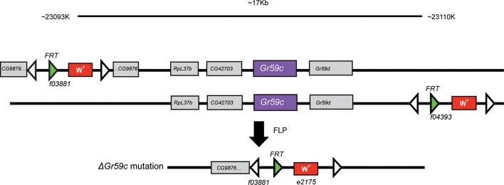 Figure 7—figure supplement 1.