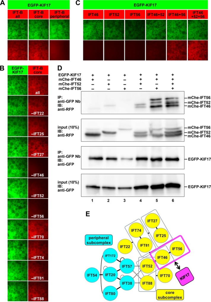 FIGURE 1: