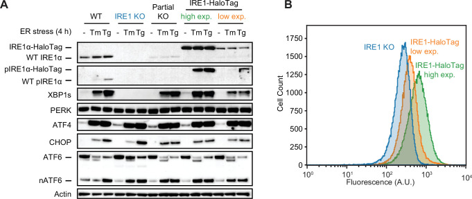 Figure 1—figure supplement 1.