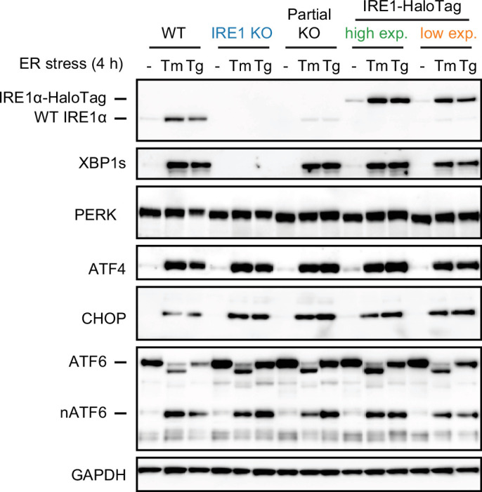 Figure 4—figure supplement 1.