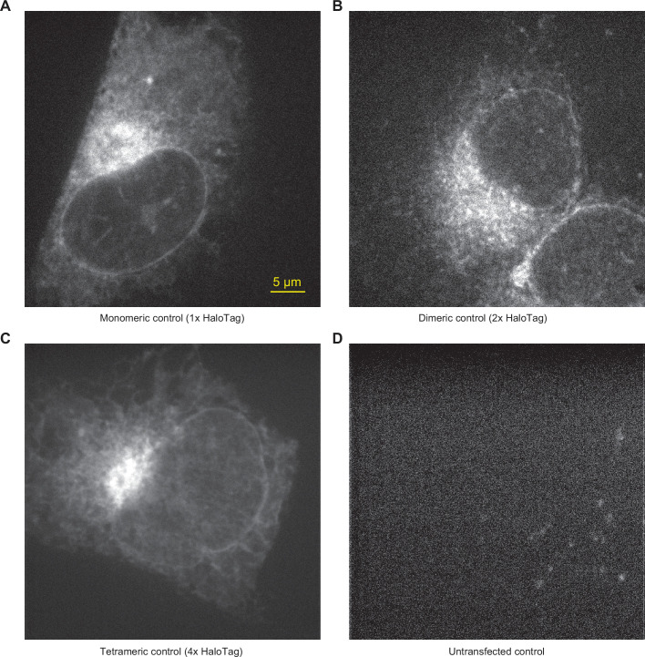 Figure 2—figure supplement 2.