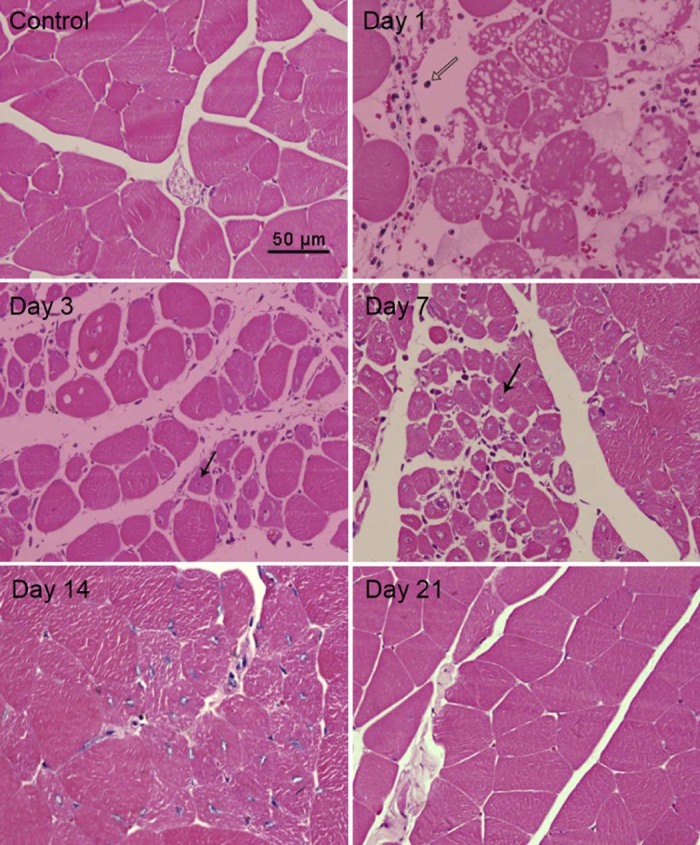 Fig. 1