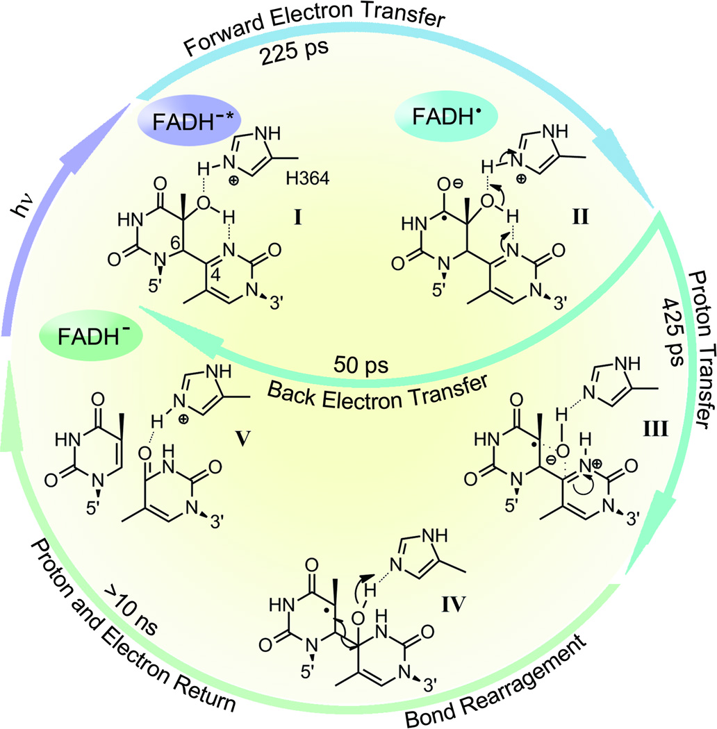 Dynamics and mechanisms of DNA repair by photolyase - PMC