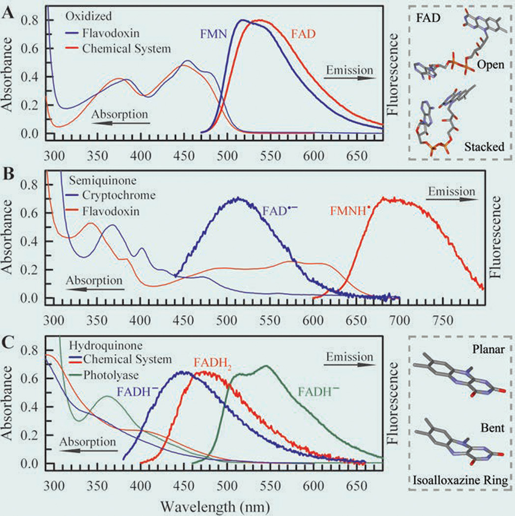 Dynamics and mechanisms of DNA repair by photolyase - PMC