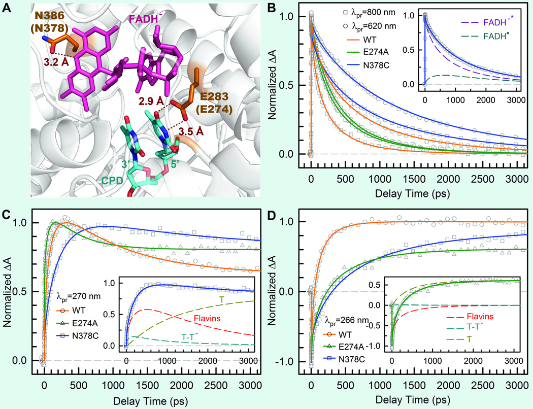 Dynamics and mechanisms of DNA repair by photolyase - PMC