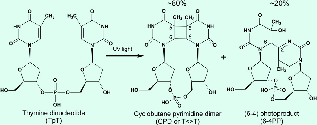 Dynamics and mechanisms of DNA repair by photolyase - PMC