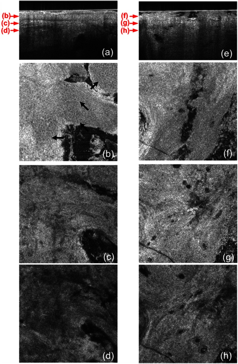 Fig. 6