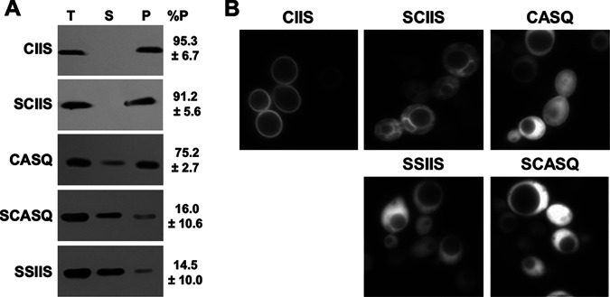 FIG 5