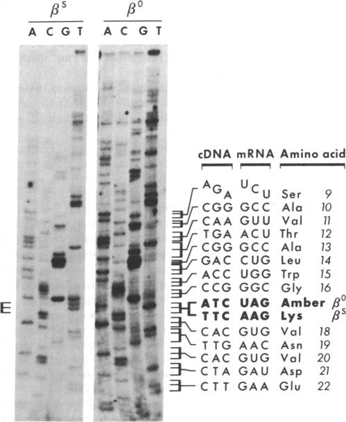 graphic file with name pnas00006-0407-a.jpg