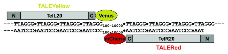 graphic file with name nucl-5-28-g1.jpg