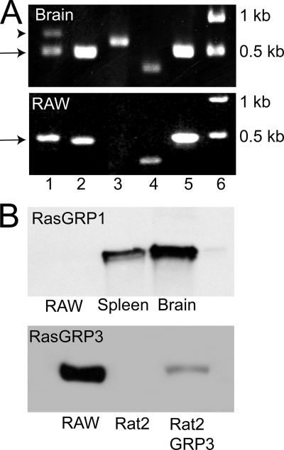 FIGURE 1.