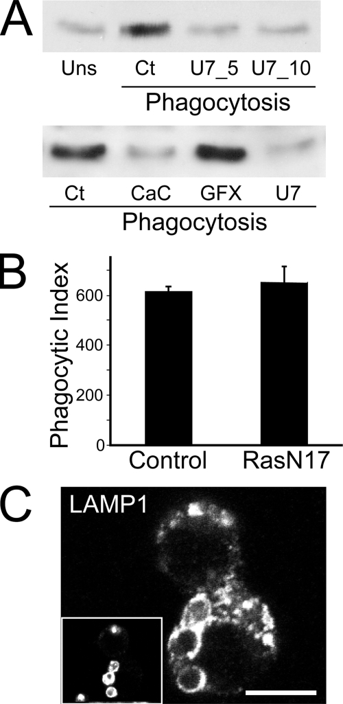 FIGURE 5.