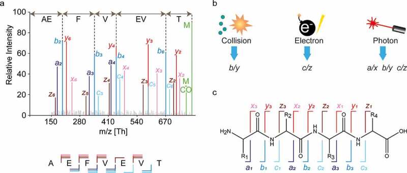 Panel a shows an annotated mass spectrum following the annotation in panel a. Panel b shows icon representations of ion fragmentation techniques, with an arrow indicating what fragments they result in (b and y for collision-based fragmentation, c and z for electron-based fragmentation, and a, b, c, and x, y, and z for photon-based fragmentation). panel c shows the chemical representation of three linked unspecified amino acid, with various possible sites for fragmentation annotated with the resulting fragment types according to the Roepstorff-Fohlmann-Biemann nomenclature.