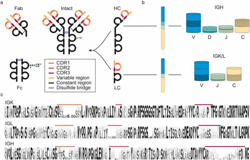 Three panels highlighting antibody nomenclature, structure and genomic origin. Two-dimensional representation of an intact I G G 1 antibody. The antibody consists of various interconnected chains. The intact antibody sequence is constructed from multiple recombined genes. Below is a sequence logo of I G kappa, lambda and heavy-chain sequences. Hypervariable regions called C D R are highlighted.