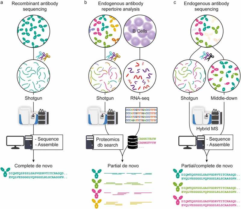 Three distinct antibody sequencing workflows are shown in three panels. Elements are maintained over all workflows, such as the enzymatic digestion of the proteins, while differences such as method of sequencing and origin of the sample are highlighted.