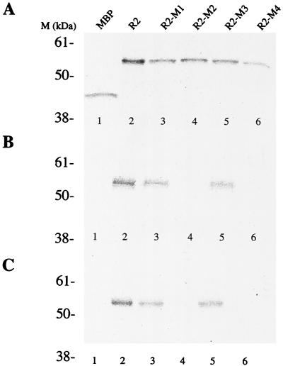 FIG. 8.