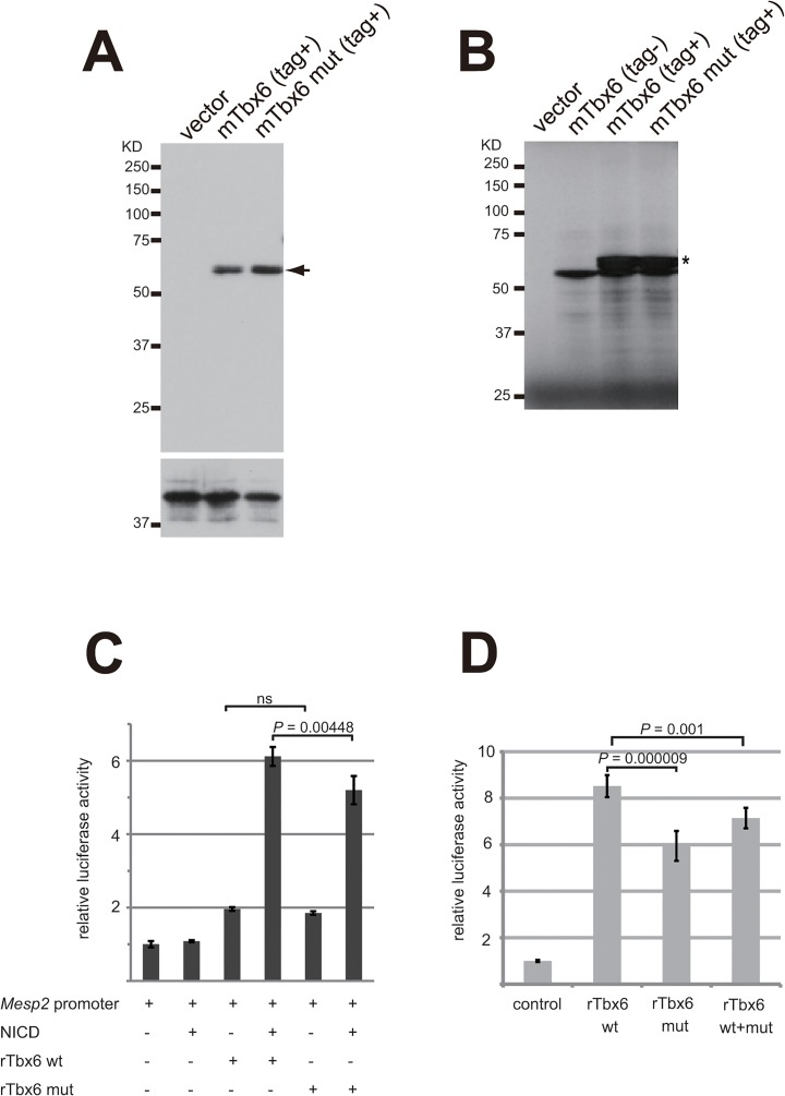 Fig 7