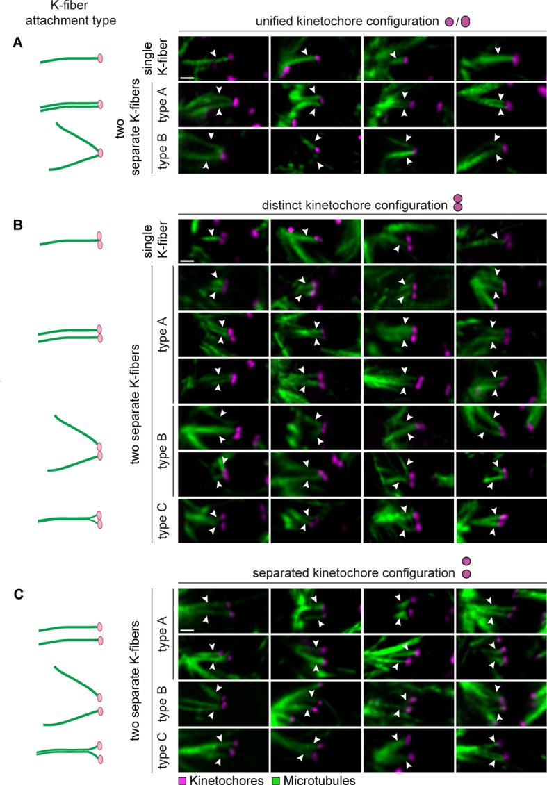 Figure 1—figure supplement 3.