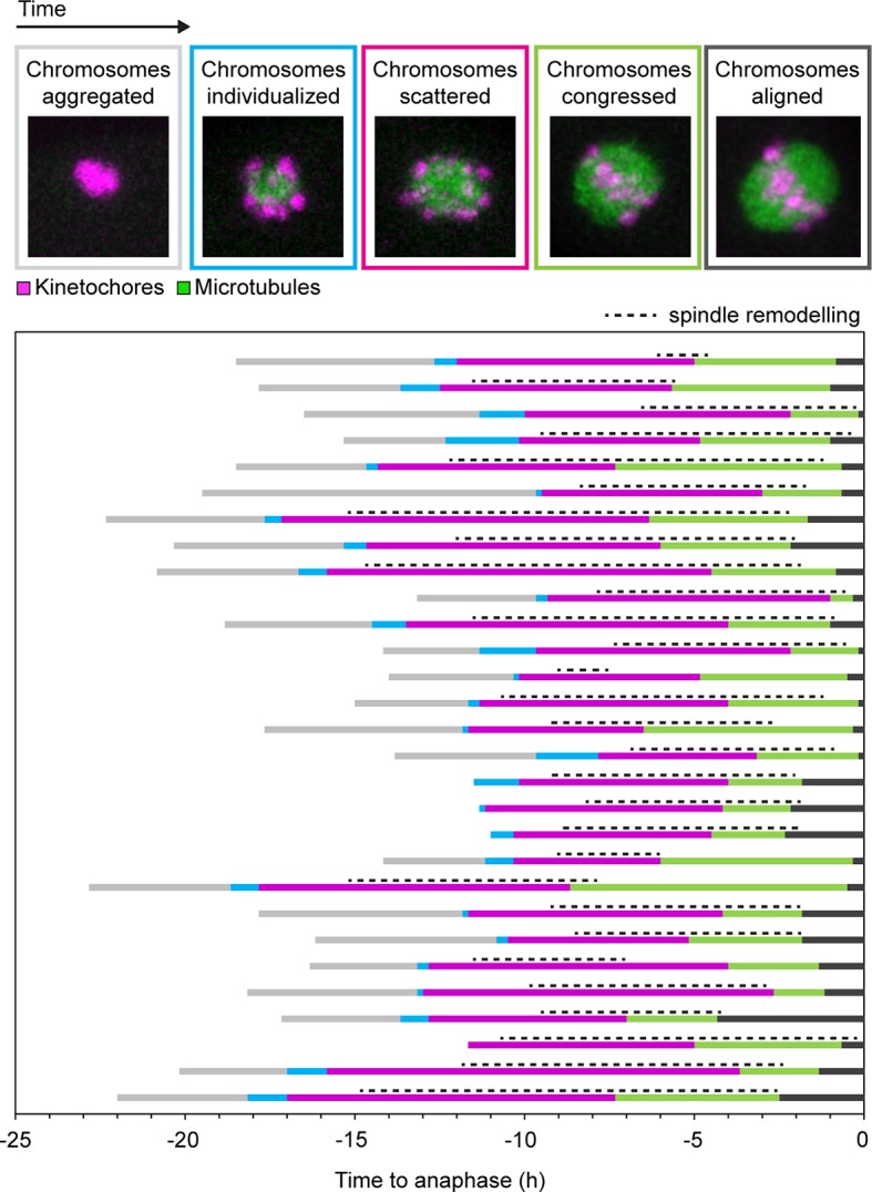 Figure 6—figure supplement 1.