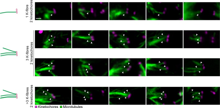 Figure 1—figure supplement 4.