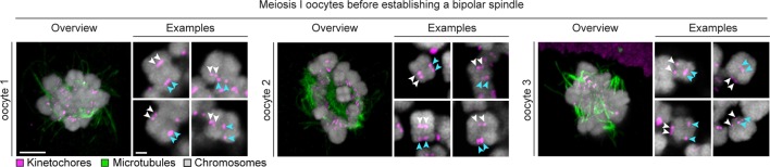 Figure 1—figure supplement 2.