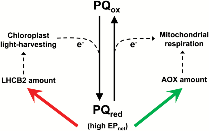 Fig. 8.