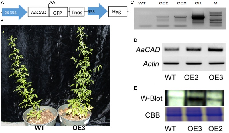 FIGURE 3