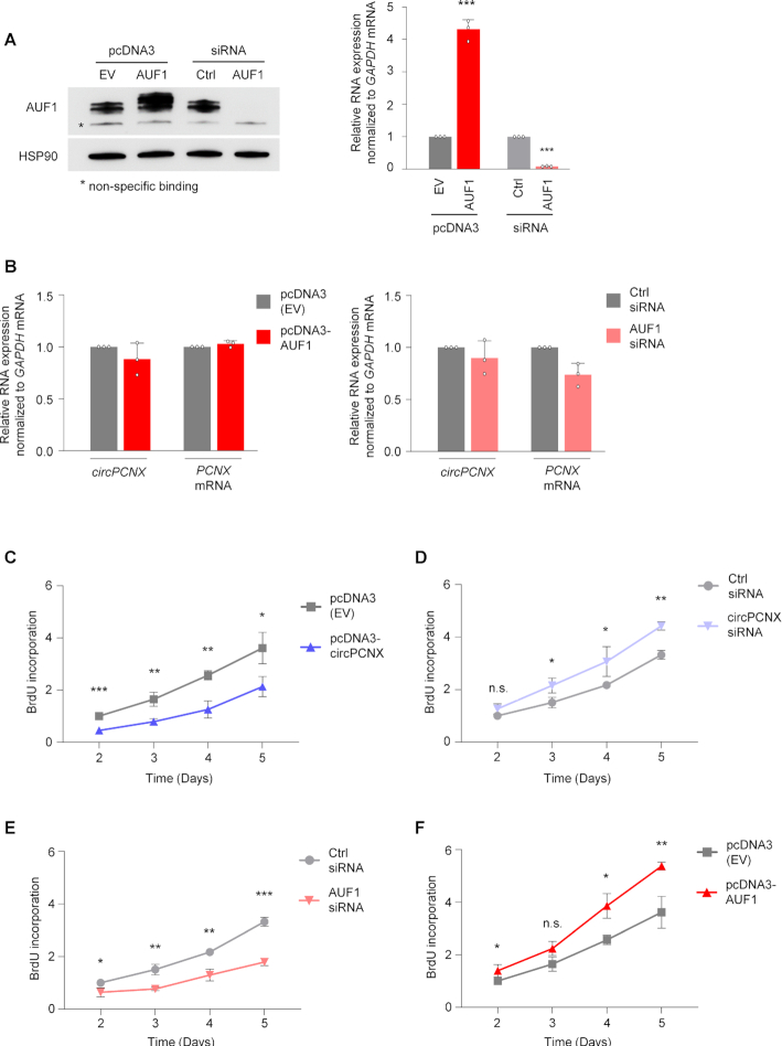 AUF1 ligand circPCNX reduces cell proliferation by competing with p21 ...