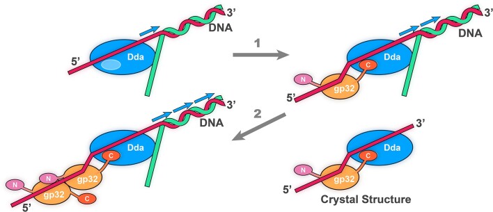 Graphical Abstract