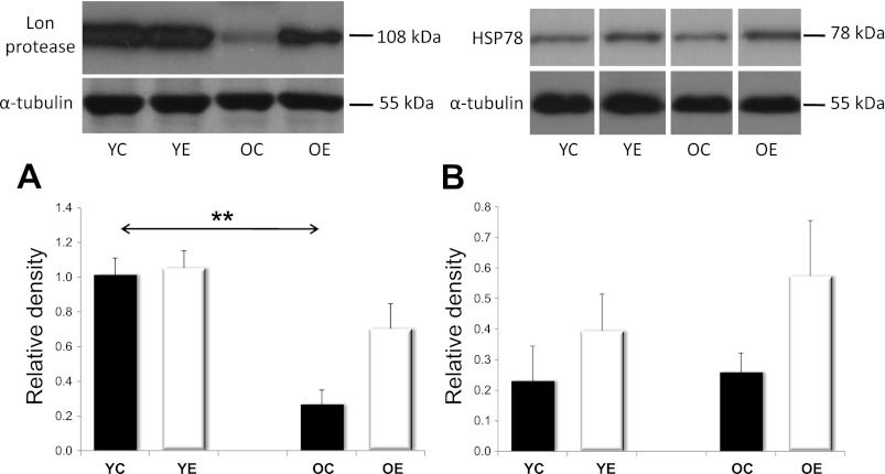 Fig. 9.