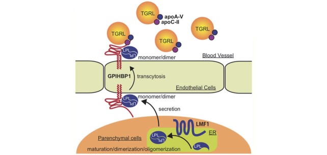 Fig.1. Molecular basis of primary chylomicronemia